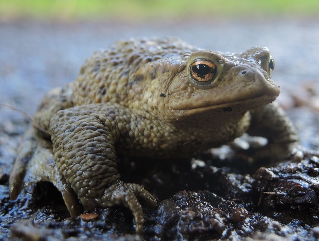 Common Toad in Tanzania